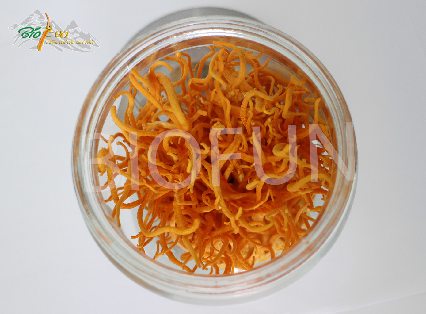 Đông Trùng Hạ Thảo Sinh Khối Tươi - BIOFUN